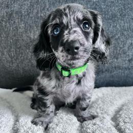 Romeo - Dapple male Dachshund puppy in Ocala, Florida from Weenie Boops