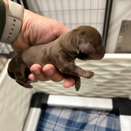 Lilly's Puppy 4 Female - Chocolate and tan female Dachshund puppy in Rattan, Oklahoma from Burgett’s Barnyard Dachshunds
