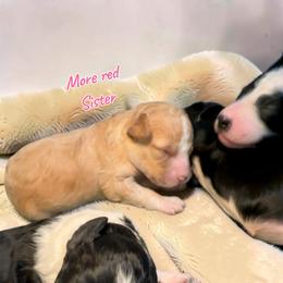 Apricot Female - Fawn and white female Sheepadoodle puppy in Cambridge, Ohio from Sweet Creek Pups
