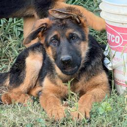 Purple - Black and red female German Shepherd puppy in Sacramento, California from Von Blackwolf German Shepherds