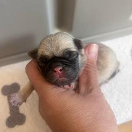 Pink collar - Fawn female Pug puppy in Tucson, Arizona from Furever Friends
