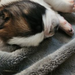 Saint Bernard Puppies from Amber's Saint Bernards