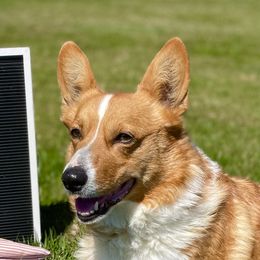 Lacy - Pembroke Welsh Corgi