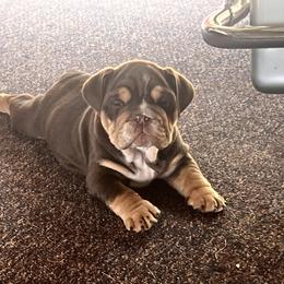 Bulldog and Olde English Bulldogge Puppies from Little Bit of Heaven Kennel