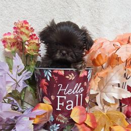 Chocolate Girl - Chocolate female Shih Tzu puppy in Vinita, Oklahoma from Locust Creek Shih Tzu & Havanese