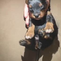 Cavapoo Puppies from Susan Worrell