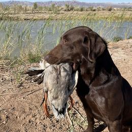 Labrador Retriever puppies from Bentwood Cove Kennel