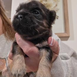 Ben - Blue male Shih Tzu puppy in Carrollton, Ohio from Becker Hollow