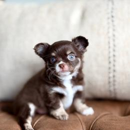 Scout - 4550 - Chocolate and tan male Chihuahua puppy in Beaumont, Texas from Down south pups
