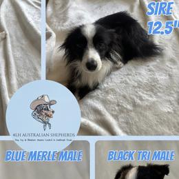 Toy Australian Shepherds from 4LH Australian shepherds
