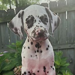Girl 4 - female Dalmatian puppy in Decatur, Alabama from Hollytree Dalmatians