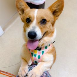 Faye - Pembroke Welsh Corgi