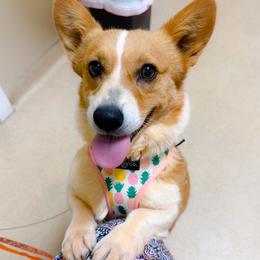 Faye - Pembroke Welsh Corgi