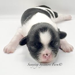 Black and White Female - Black and white female Shih Tzu puppy in Crawfordsville, Indiana from Swaying Sycamore Farm