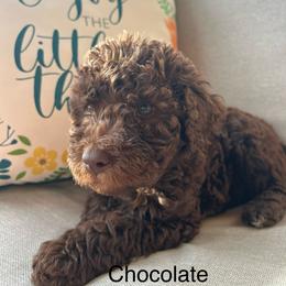 Chocolate boy 1 - Chocolate male Labradoodle puppy in Lowville, New York from Pleasant View Labradoodles and micro cockapoos