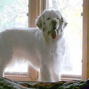 Clumber Spaniel All Grown Up from Shogun Clumber Spaniels