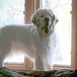 Clumber Spaniel All Grown Up from Shogun Clumber Spaniels