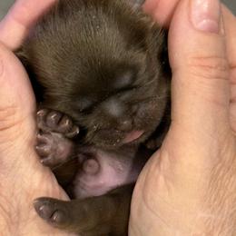 Shih Tzu puppies from Rollins Farms Shih Tzus