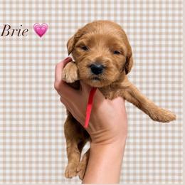 Brie - Apricot female Goldendoodle puppy in La Porte, Texas from B+C Doodles