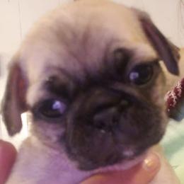 No longer available - Fawn male Pug puppy in Gadsden, Alabama from Carla's Pugs
