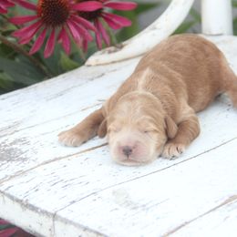 Arrow - Wheaten male Whoodle puppy in West Bend, Iowa from Blue Skies Terriers