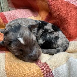 Female 1 - Blue merle female Aussiedoodle puppy in Lexington, Alabama from Johnson’s Highland Pride Aussiedoodles
