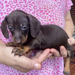 Radar - Chocolate and tan male Dachshund puppy in Mocksville, North Carolina from The Dachs of Hazzard Dachshunds