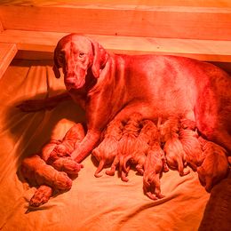Jamie - Golden rust male Vizsla puppy in Grady, Alabama from Rebel Heart Vizslas