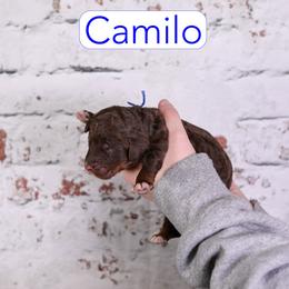 Camilo - Chocolate male Assorted Doodle Crosses puppy in Calhoun, Georgia from Happy Top Doodles