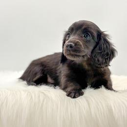 Sparrow - Black male Dachshund puppy in Litchfield, Illinois from Charmm Dachshunds