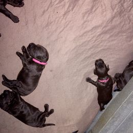 Australian Labradoodle Puppies from Whimsical Australian Labradoodles