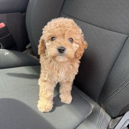 Sybil - Apricot female Cavapoo puppy in Yellville, Arkansas from Ozark Mountain Doodles & Pugs