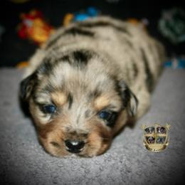 Spur - Blue merle male Miniature Australian Shepherd puppy in El Dorado Springs, Missouri from HP Aussie Kennels