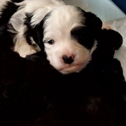 Boy 1 - Cavapoo puppy in Maryland from Carlson Cavapoos