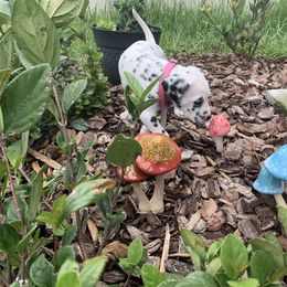 Dalmatian Puppies from Dalmatian Pandas