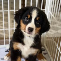 Lemon - Tri-color female Bernese Mountain Dog puppy in Yuciapa, California from AlltheDoodlez_
