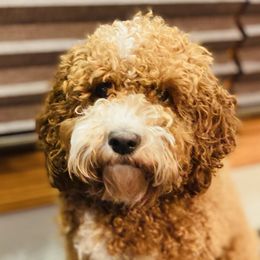 Wilma - Cockapoo