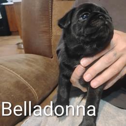 Belladonna - Black female Pug puppy in Sulligent, Alabama from Easter Bostons,Pugs & Buggs