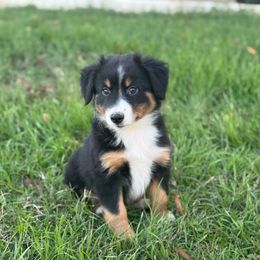 Jax - Black tri male Miniature Australian Shepherd puppy in Azle, Texas from Weston Family Farms