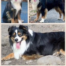 Solo - Miniature Australian Shepherd