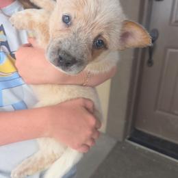 Brisbane - Red mottled male Australian Cattle Dog puppy in Prescott Valley, Arizona from KS Cattle Dogs