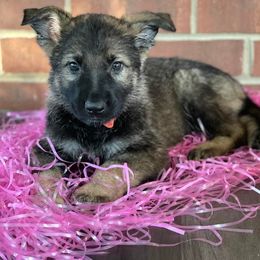 German Shepherds from Kingston’s Shepherds