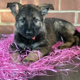German Shepherds from Kingston’s Shepherds