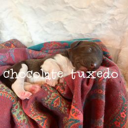 Australian Labradoodle, Double Doodle, Goldendoodle, and Labradoodle Puppies from Lake Mountain Doodle