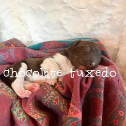 Australian Labradoodle, Double Doodle, Goldendoodle, and Labradoodle Puppies from Lake Mountain Doodle