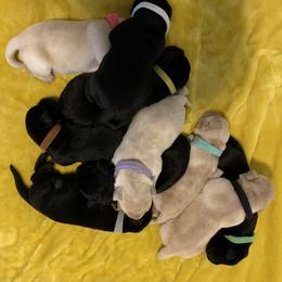 Labrador Retriever Puppies from Helvetia Labradors