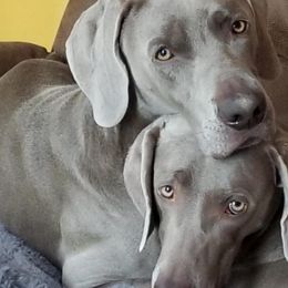 Weimaraners from Big River Weimaraners