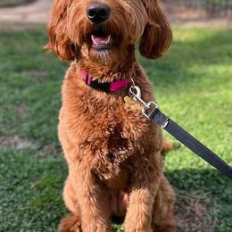 Goldendoodles from Acadiana Goldens & Doodles