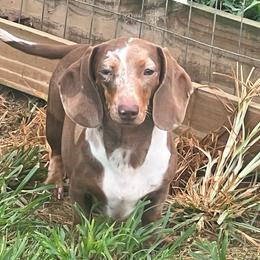 Peanut - Dachshund