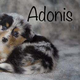 Australian Shepherd Puppies from Tails of an Ausshole